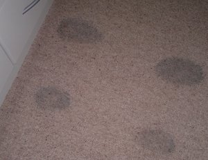 four dye stains on a wool carpet caused by wet clothes dripping onto the carpet